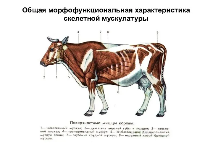 Общая морфофункциональная характеристика скелетной мускулатуры