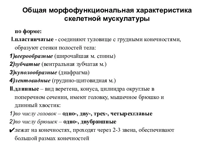 Общая морфофункциональная характеристика скелетной мускулатуры по форме: пластинчатые - соединяют туловище