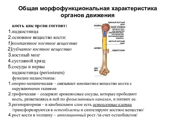 Общая морфофункциональная характеристика органов движения кость как орган состоит: надкостница основное