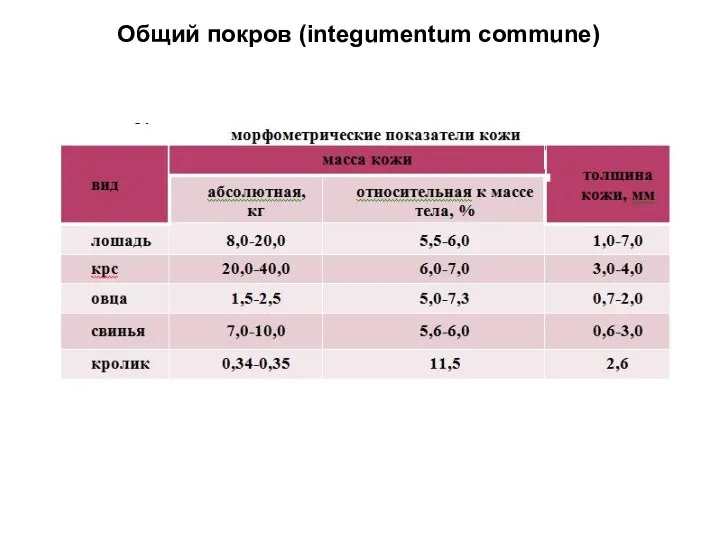 Общий покров (integumentum commune)