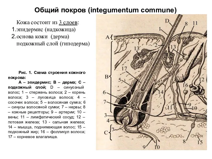 Общий покров (integumentum commune) Кожа состоит из 3 слоев: эпидермис (надкожица)