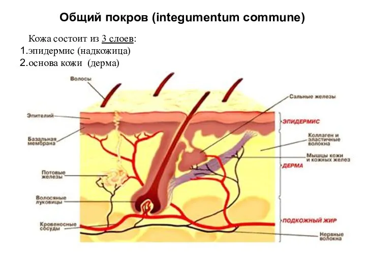 Общий покров (integumentum commune) Кожа состоит из 3 слоев: эпидермис (надкожица)