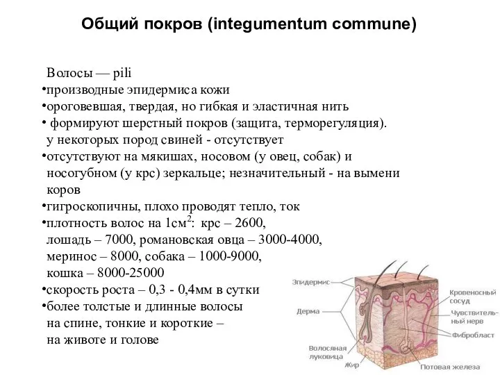 Общий покров (integumentum commune) Волосы — pili производные эпидермиса кожи ороговевшая,