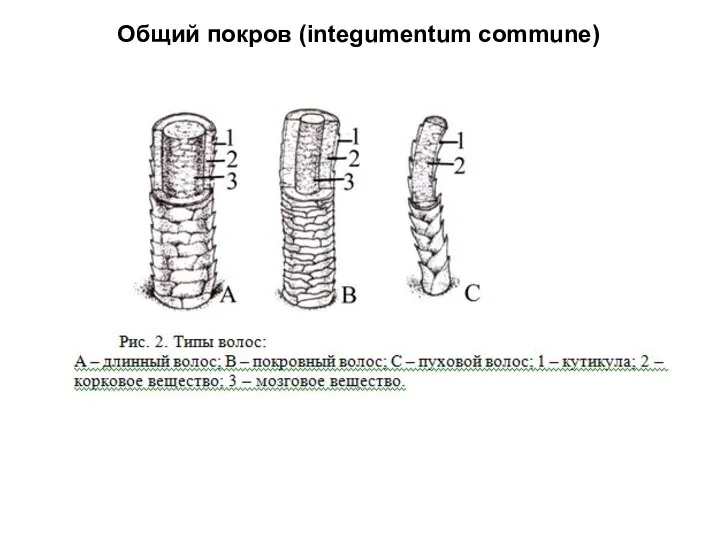 Общий покров (integumentum commune)