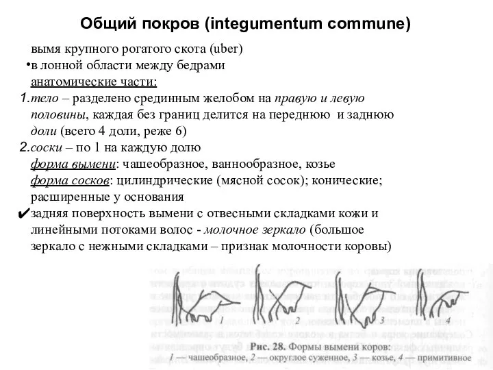 Общий покров (integumentum commune) вымя крупного рогатого скота (uber) в лонной