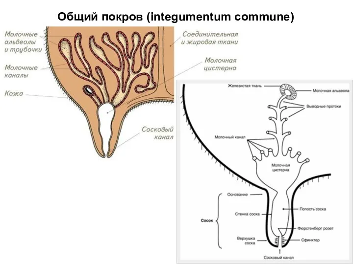 Общий покров (integumentum commune)