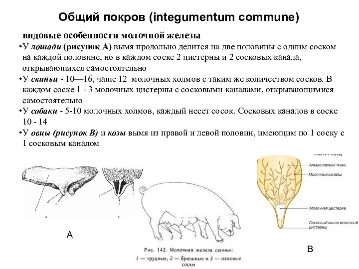 Общий покров (integumentum commune) видовые особенности молочной железы У лошади (рисунок