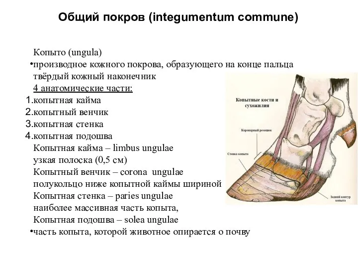 Общий покров (integumentum commune) Копыто (ungula) производное кожного покрова, образующего на