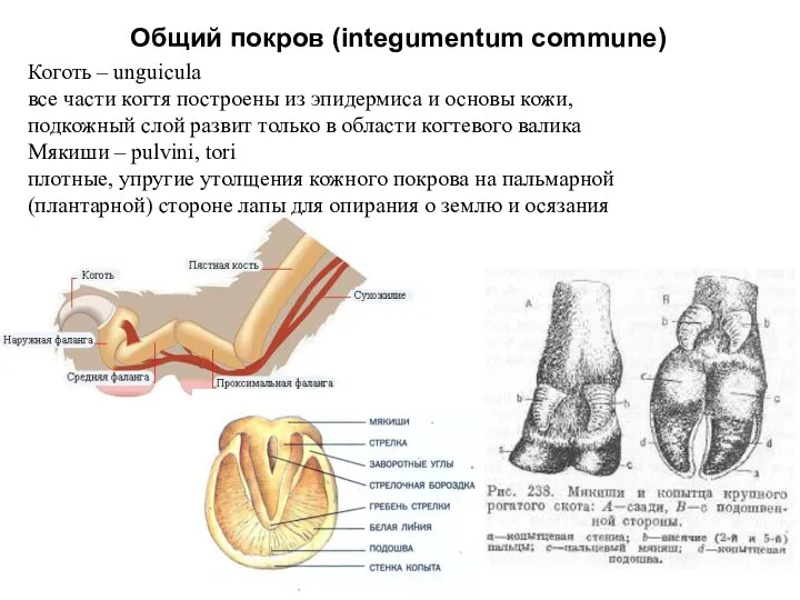 Общий покров (integumentum commune) Коготь – unguicula все части когтя построены