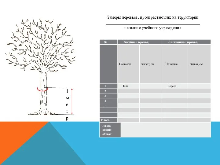 Замеры деревьев, произрастающих на территории ____________________________________________ название учебного учреждения