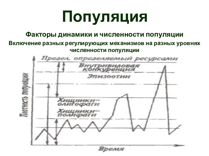 Популяция Факторы динамики и численности популяции Включение разных регулирующих механизмов на разных уровнях численности популяции