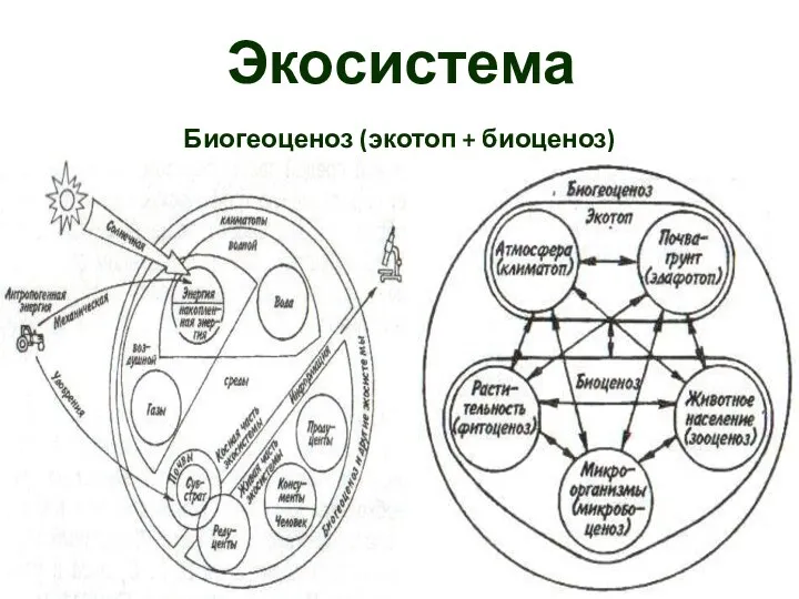Экосистема Биогеоценоз (экотоп + биоценоз)