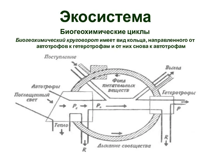 Экосистема Биогеохимические циклы Биогеохимический круговорот имеет вид кольца, направленного от автотрофов