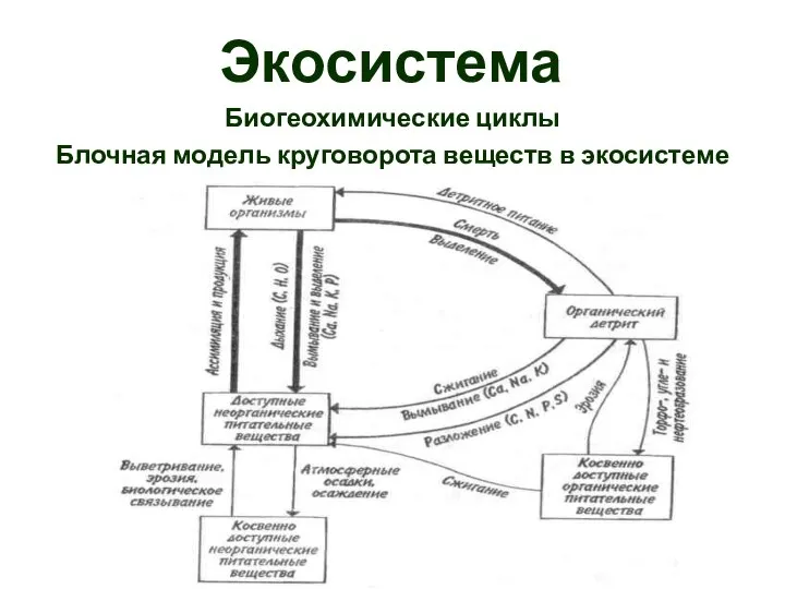 Экосистема Биогеохимические циклы Блочная модель круговорота веществ в экосистеме
