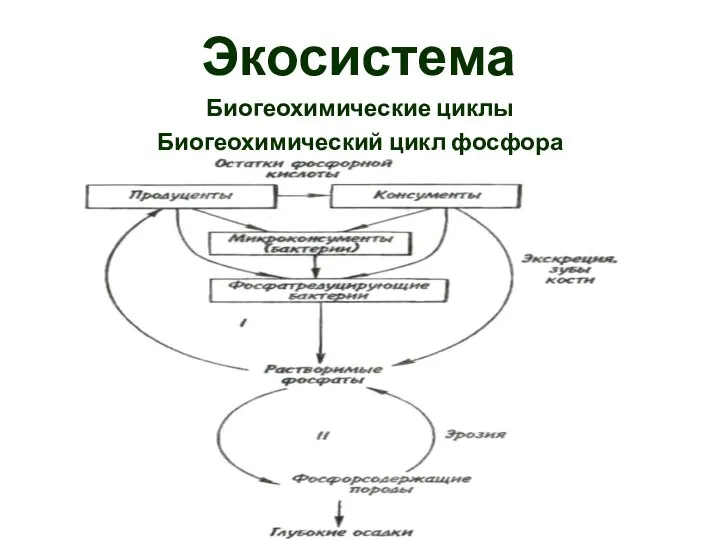 Экосистема Биогеохимические циклы Биогеохимический цикл фосфора