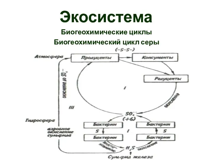 Экосистема Биогеохимические циклы Биогеохимический цикл серы