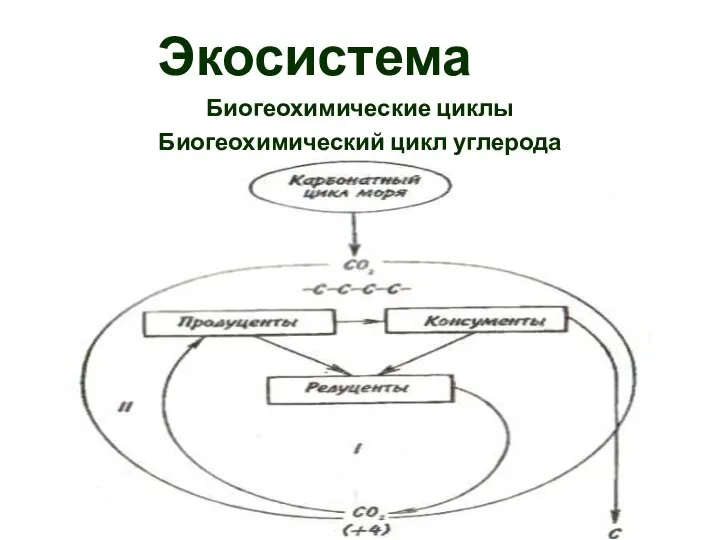 Экосистема Биогеохимические циклы Биогеохимический цикл углерода