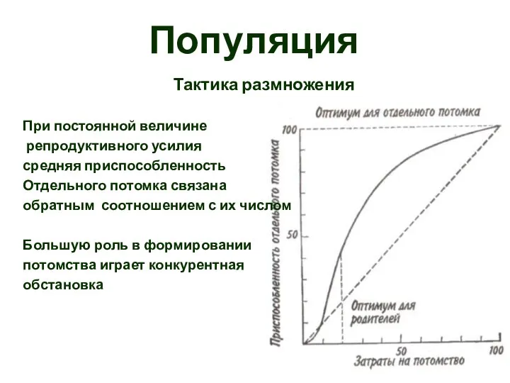 Популяция Тактика размножения При постоянной величине репродуктивного усилия средняя приспособленность Отдельного