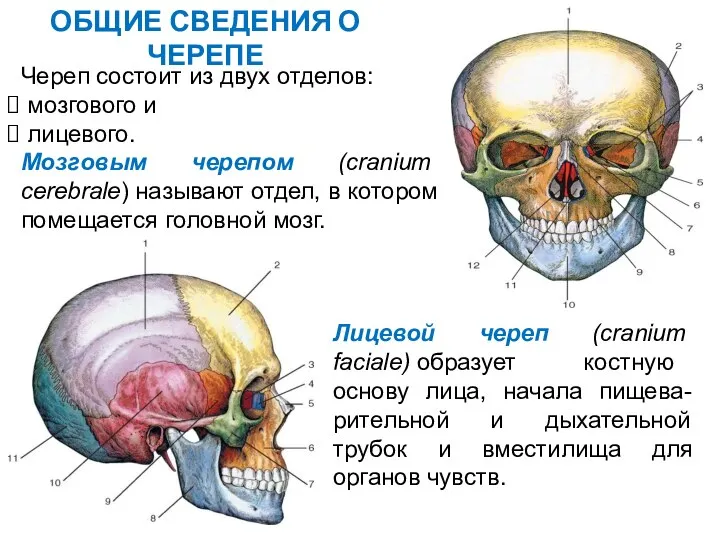 ОБЩИЕ СВЕДЕНИЯ О ЧЕРЕПЕ Череп состоит из двух отделов: мозгового и