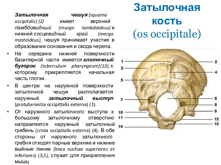 Затылочная кость (os occipitale) Затылочная чешуя (squama occipitalis) (2) имеет верхний