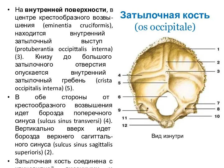 Затылочная кость (os occipitale) На внутренней поверхности, в центре крестообразного возвы-шения