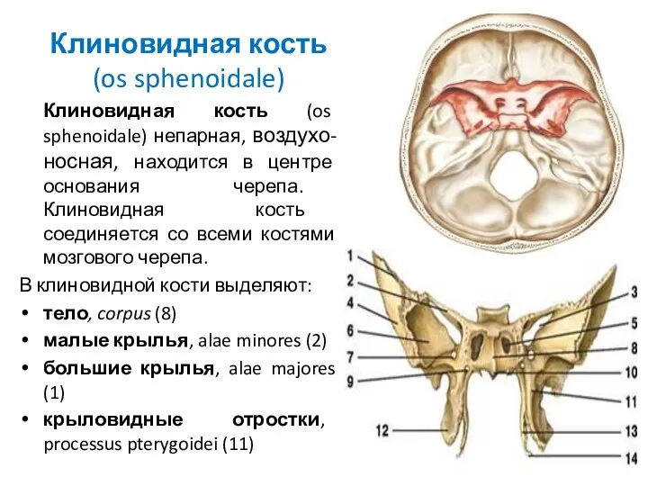 Клиновидная кость (os sphenoidale) Клиновидная кость (os sphenoidale) непарная, воздухо-носная, находится