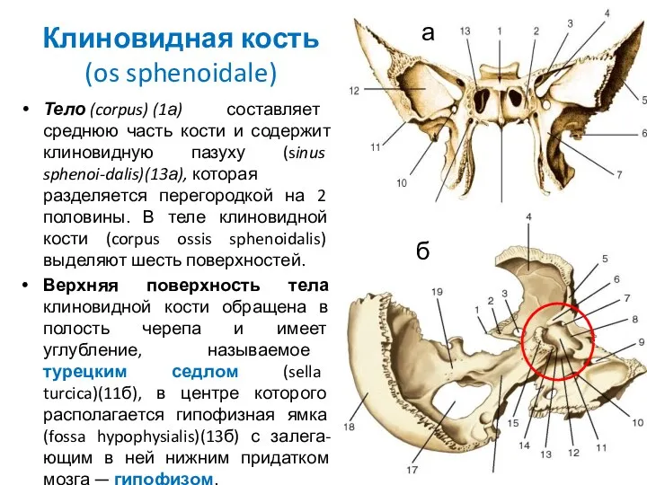 Клиновидная кость (os sphenoidale) Тело (corpus) (1а) составляет среднюю часть кости