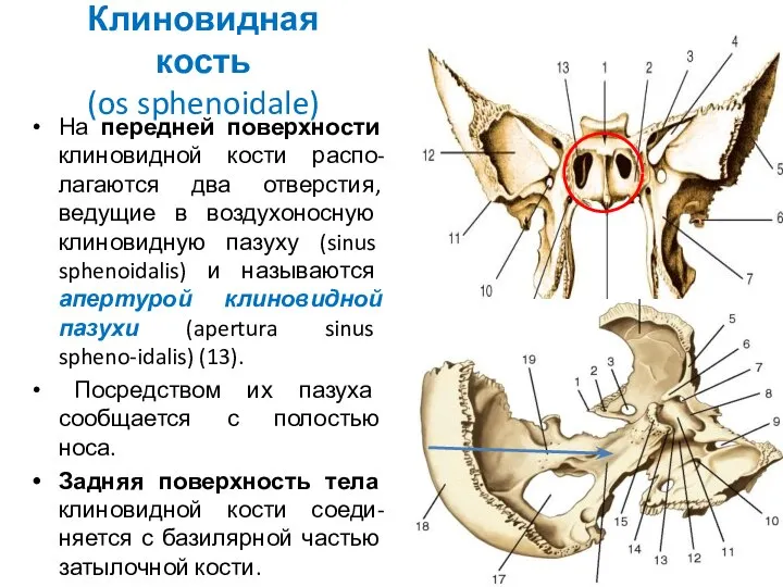 Клиновидная кость (os sphenoidale) На передней поверхности клиновидной кости распо-лагаются два