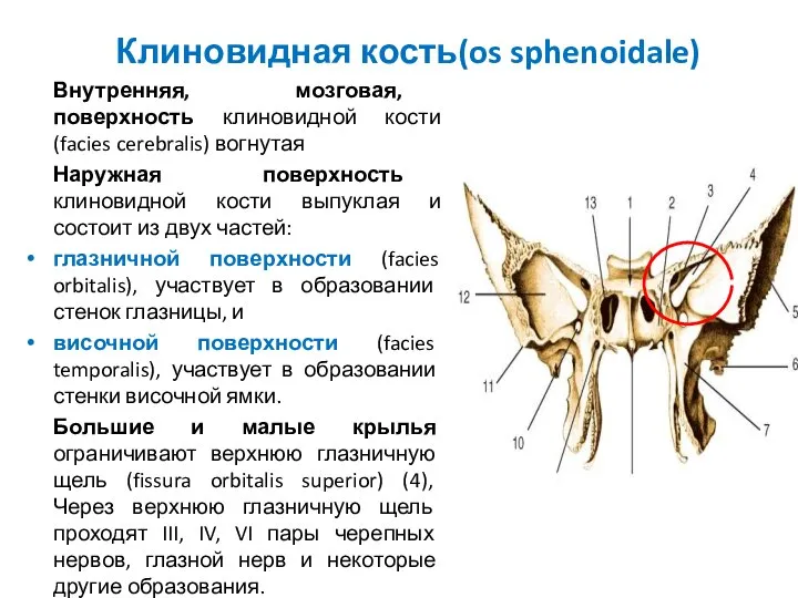 Клиновидная кость(os sphenoidale) Внутренняя, мозговая, поверхность клиновидной кости (facies cerebralis) вогнутая