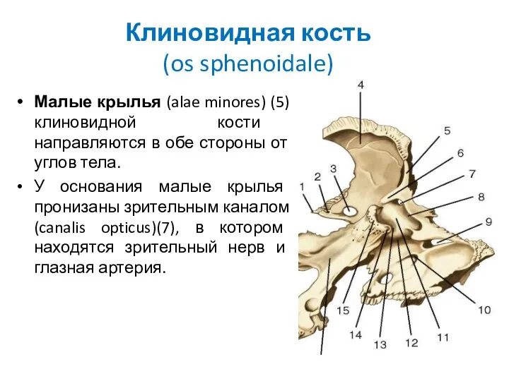 Клиновидная кость (os sphenoidale) Малые крылья (alae minores) (5) клиновидной кости