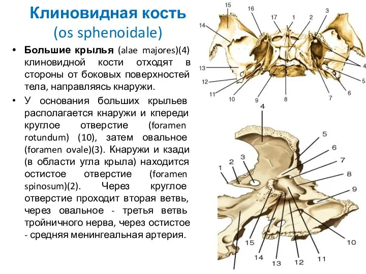 Клиновидная кость (os sphenoidale) Большие крылья (alae majores)(4) клиновидной кости отходят