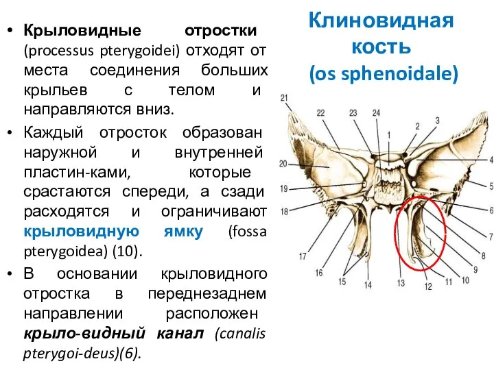 Клиновидная кость (os sphenoidale) Крыловидные отростки (processus pterygoidei) отходят от места