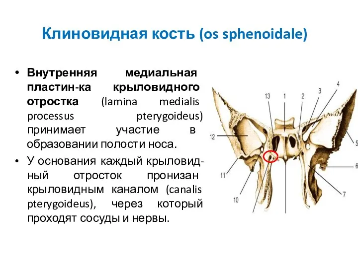 Клиновидная кость (os sphenoidale) Внутренняя медиальная пластин-ка крыловидного отростка (lamina medialis