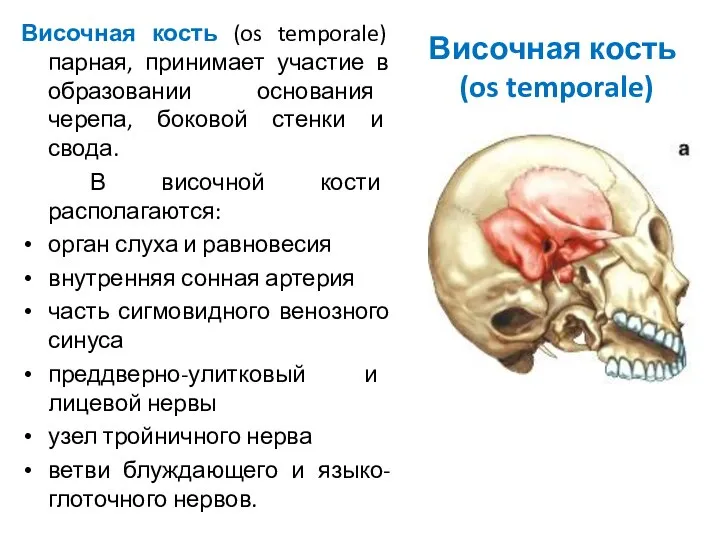 Височная кость (os temporale) Височная кость (os temporale) парная, принимает участие