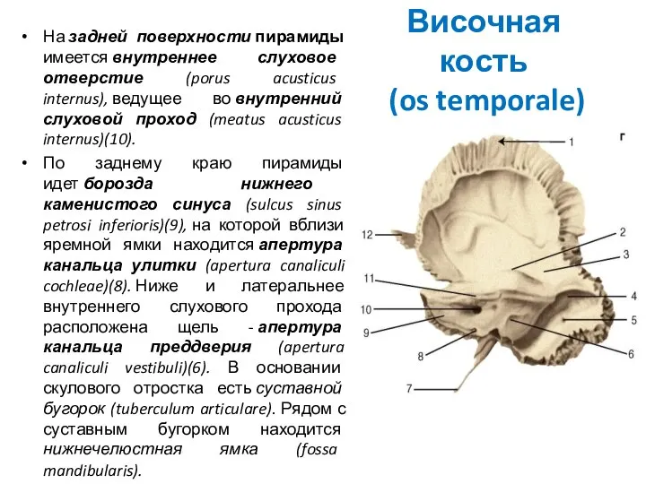 Височная кость (os temporale) На задней поверхности пирамиды имеется внутреннее слуховое