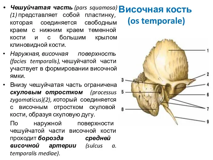 Височная кость (os temporale) Чешуйчатая часть (pars squamosa) (1) представляет собой