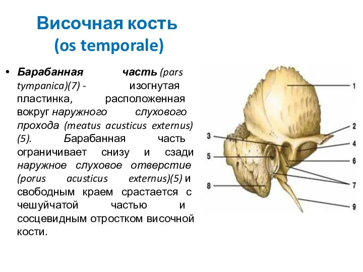 Височная кость (os temporale) Барабанная часть (pars tympanica)(7) - изогнутая пластинка,