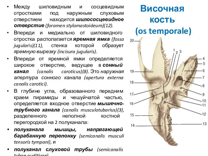 Височная кость (os temporale) Между шиловидным и сосцевидным отростками под наружным