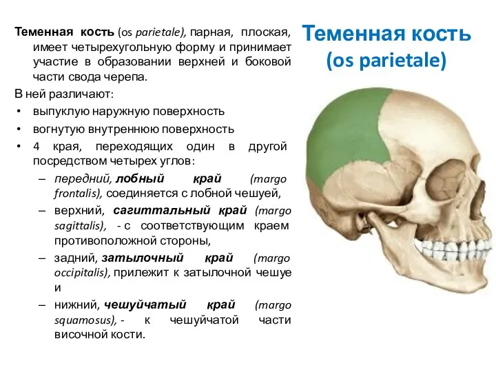 Теменная кость (os parietale) Теменная кость (os parietale), парная, плоская, имеет