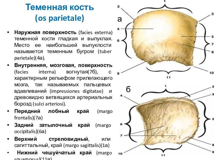 Теменная кость (os parietale) Наружная поверхность (facies externa) теменной кости гладкая