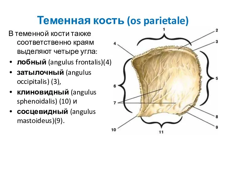 Теменная кость (os parietale) В теменной кости также соответственно краям выделяют