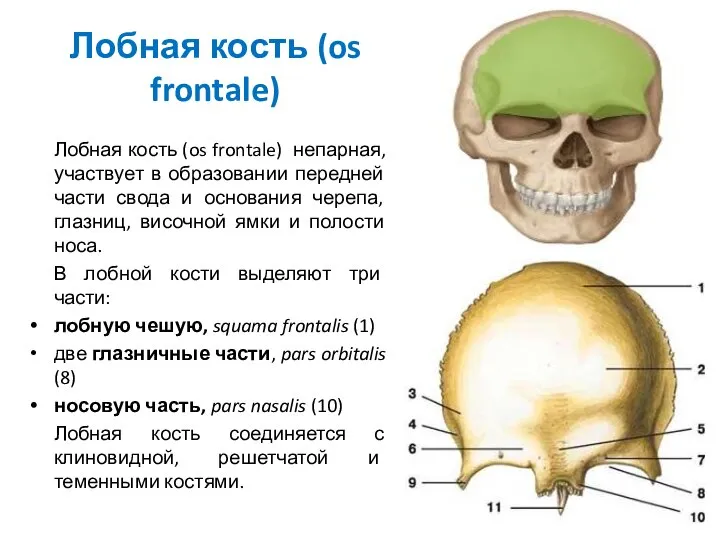 Лобная кость (os frontale) Лобная кость (os frontale) непарная, участвует в