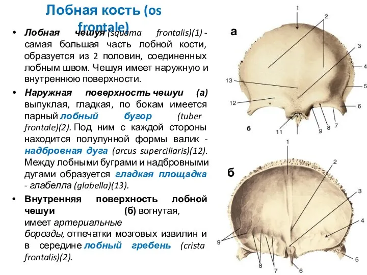 Лобная кость (os frontale) Лобная чешуя (squama frontalis)(1) - самая большая