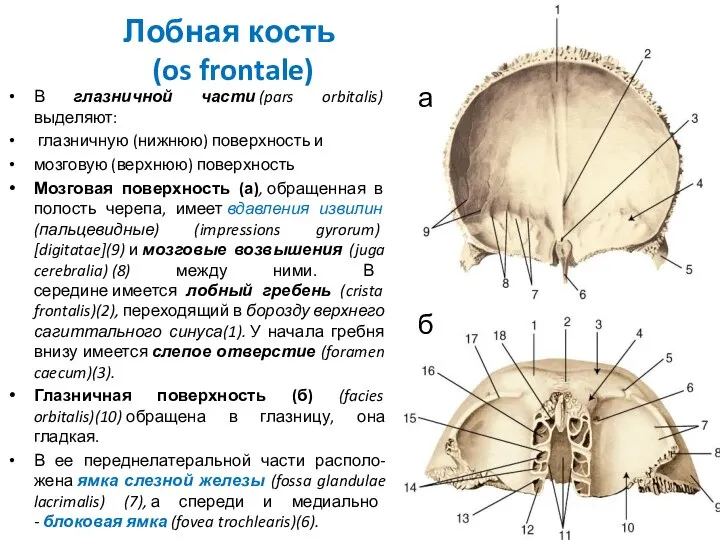 Лобная кость (os frontale) В глазничной части (pars orbitalis) выделяют: глазничную
