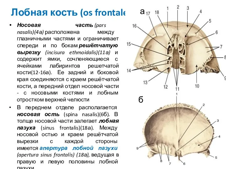 Лобная кость (os frontale) Носовая часть (pars nasalis)(4а) расположена между глазничными