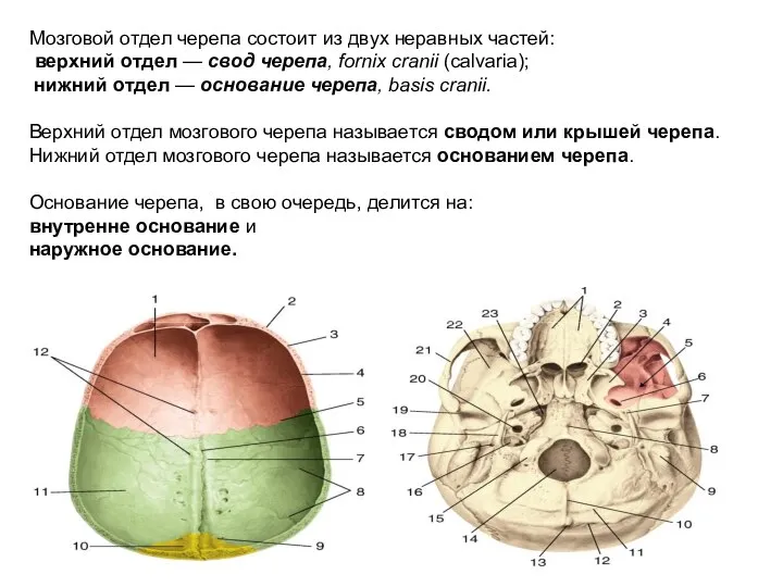 Мозговой отдел черепа состоит из двух неравных частей: верхний отдел —