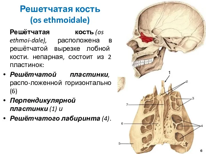 Решетчатая кость (os ethmoidale) Решётчатая кость (os ethmoi-dale), расположена в решётчатой