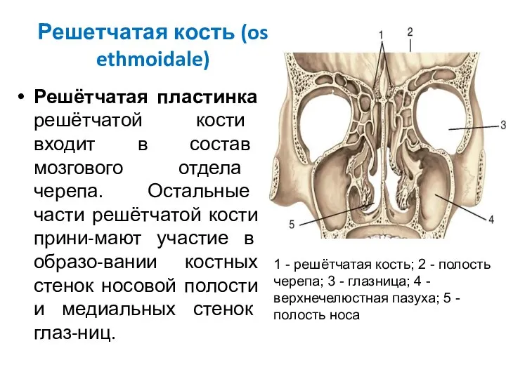 Решетчатая кость (os ethmoidale) Решётчатая пластинка решётчатой кости входит в состав