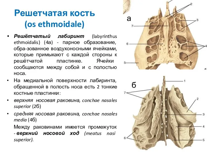 Решетчатая кость (os ethmoidale) Решётчатый лабиринт (labyrinthus ethmoidalis) (4а) - парное