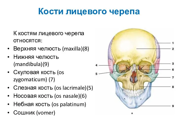 Кости лицевого черепа К костям лицевого черепа относятся: Верхняя челюсть (maxilla)(8)